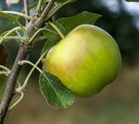 Dansk Rosenhæger æble